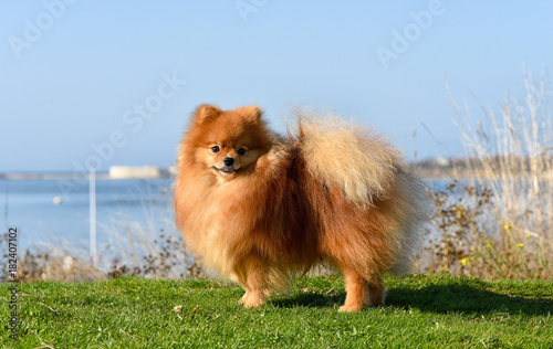 Furry red-haired dog on a bright sunny day against the background of the sea stands on green grass.