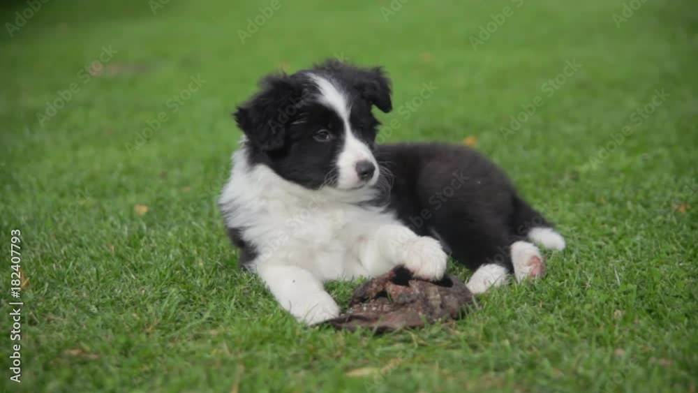 little puppy border collie on a green lawn little puppy border collie on a green lawn