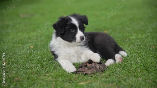 Wallpaper Mural little puppy border collie on a green lawn Torontodigital.ca