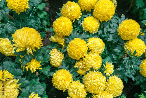 Marigolds (Tagetes erecta, Mexican marigold, Aztec marigold, African marigold)