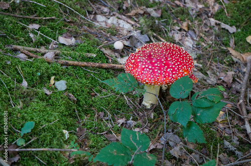 Inedible red capped mushroom on the forest floor