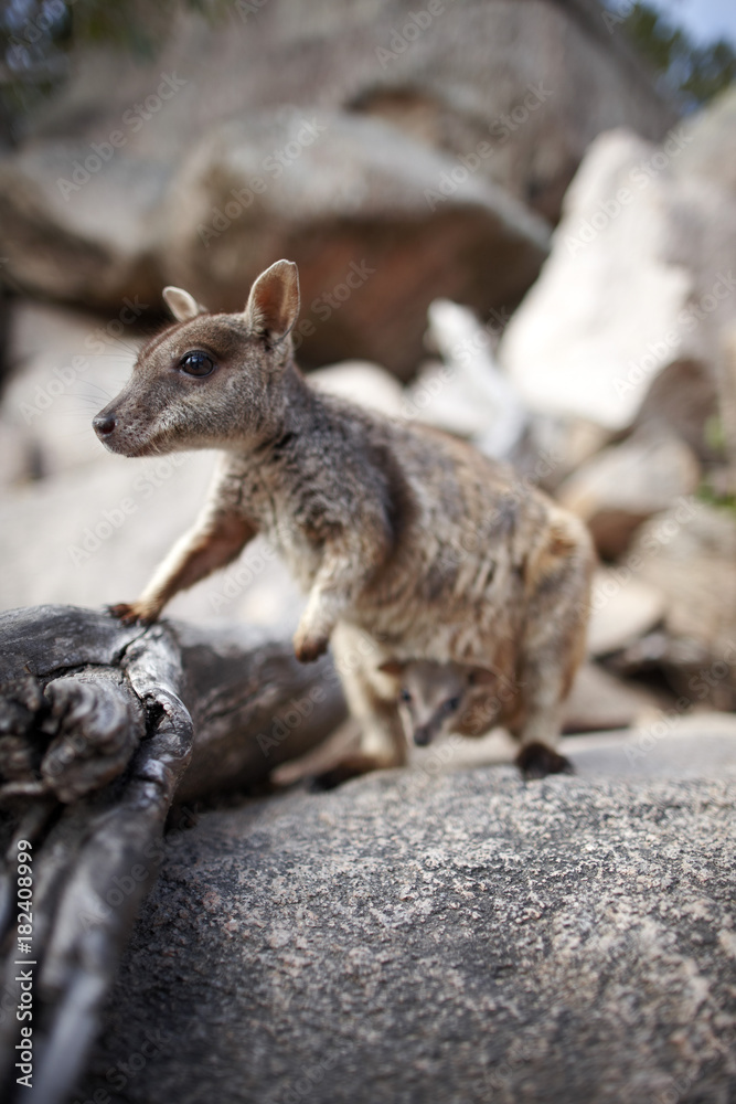 Rock-Wallaby with Baby, Arcadia, Geoffreys Bay, Magnetic island, Great Barrier Reef Marine Park, UNESCO World Heritage Site, Queensland, Australia