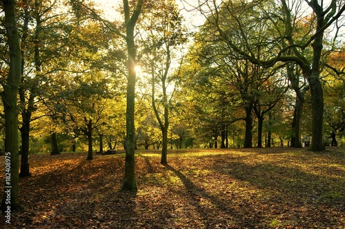 Fototapeta Naklejka Na Ścianę i Meble -  An image of a colourful Autumn landscape.
