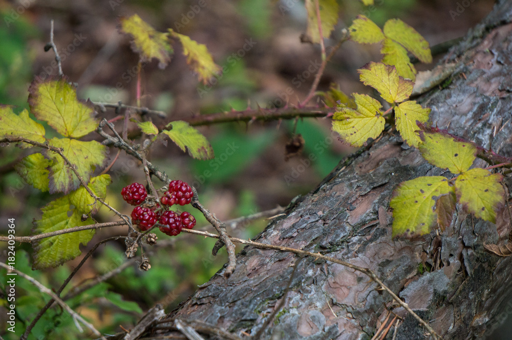 Berries growing in late autumn (blackberry) Berries growing in late autumn (blackberry)