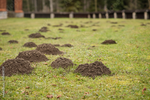 mole hill molehill covered large area of green lawn garden  photo