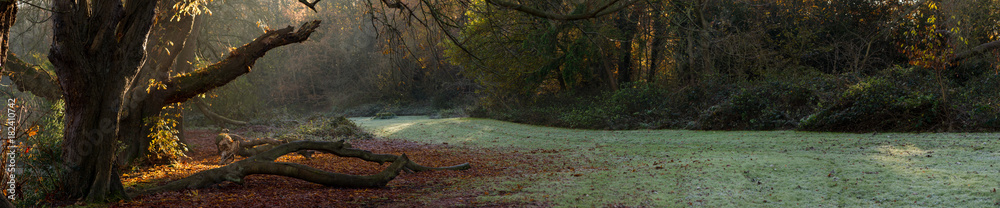 sunlight on tree in glade