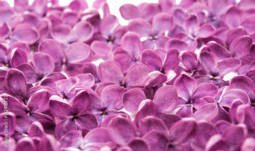 lilac flowers close-up