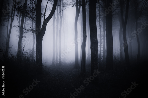 dark halloween forest lands...