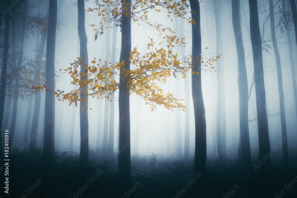 Obraz premium magical autumn forest with colorful tree glowing in dark fog