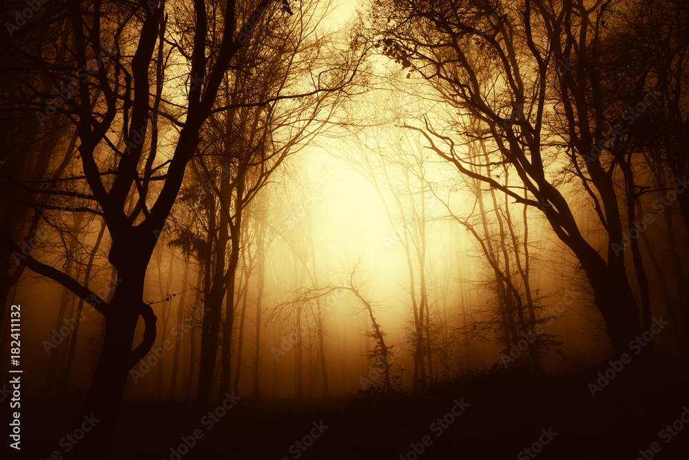 autumn forest at sunset, mysterious foggy landscape autumn forest at sunset, mysterious foggy landscape