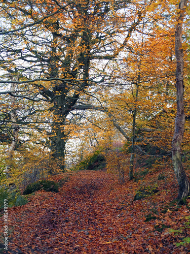 autumn beech forest with fallen leaves and golden colours