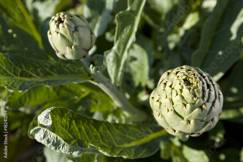 Artichoke, harvest, agriculture, lowlands Es Pla, near Sa Pobla, Mallorca, Spain photo