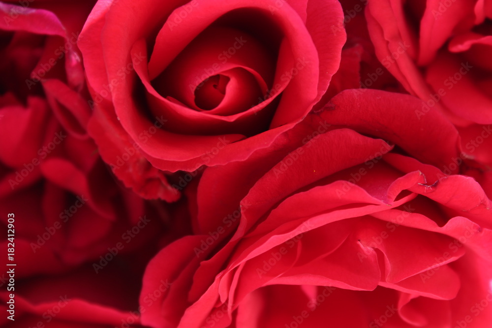 Blurred roses backdrop background. Red roses close up. Rose texture photo. Blurred roses backdrop background. Red roses close up. Rose texture photo.