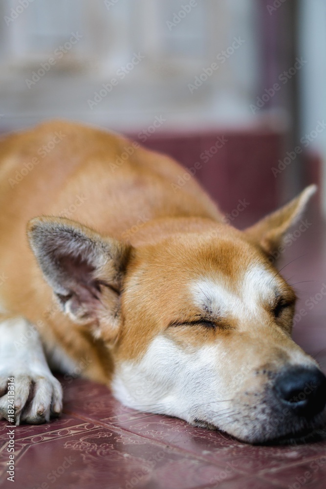 Cutie Brown Dog Sleeping on The Floor