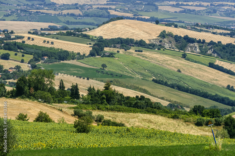 Naklejka premium Summer landscape near Monterubbiano (Fermo, Marches)
