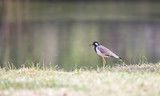 red-wattled lapwing in park.