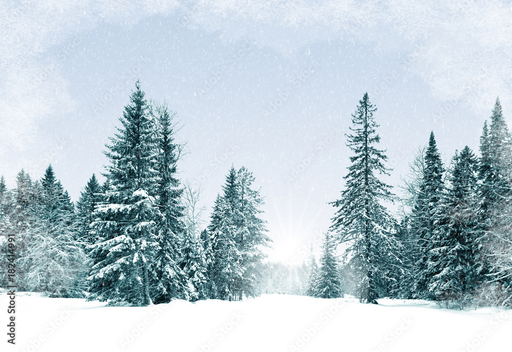 Background winter forest. Snow covered spruce trees, blue toning of black and white photography, Christmas and new year card