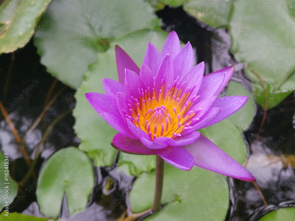 Purple Lotus are blooming in the pond. Purple Lotus are blooming in the pond.