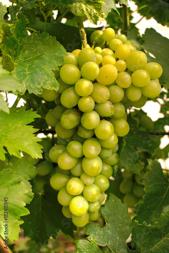 Wallpaper Mural Closeup of white grapes growing in the garden Torontodigital.ca