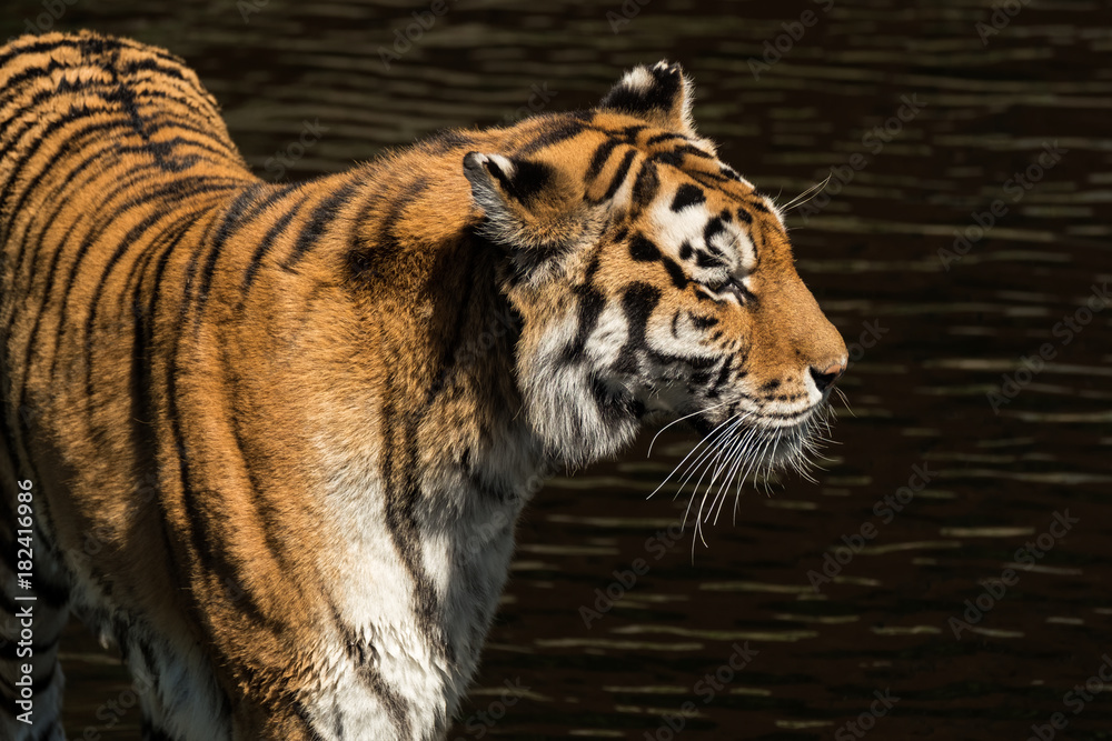 Obraz premium Tiger by water
