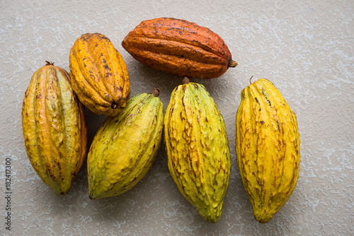 Freshly picked organic cocoa beans in their pods. Whole organic cacao fruits.