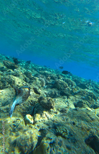Fototapeta Naklejka Na Ścianę i Meble -  fish and coral reef