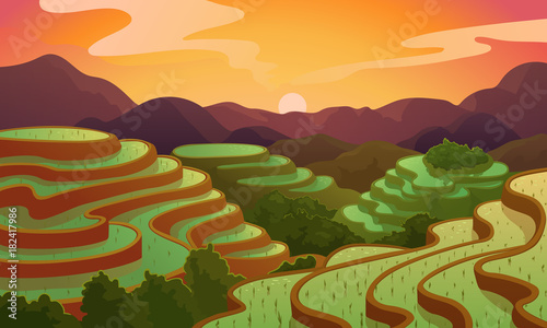 Vector landscape rice Chinese field terrace