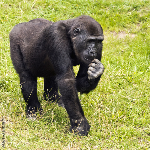 Young gorilla © Nazzu
