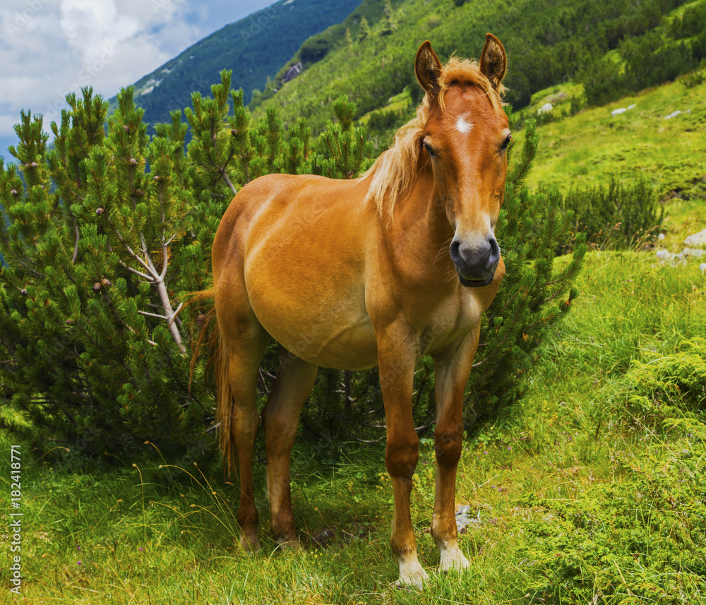 Obraz premium Beautiful landscape with wild horse in the mountain