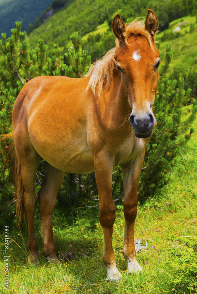 Beautiful landscape with wild horse in the mountain Beautiful landscape with wild horse in the mountain
