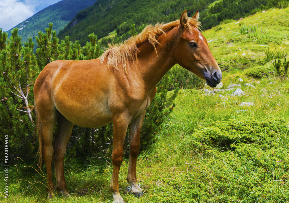 Beautiful landscape with wild horse in the mountain