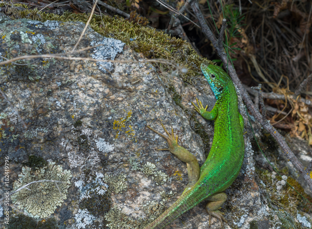 green lizard close-up on granite stone green lizard close-up on granite stone