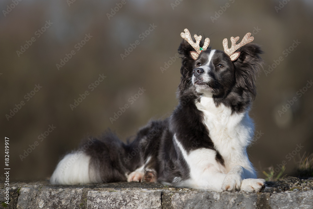 Weihnachten mit Hund Weihnachten mit Hund