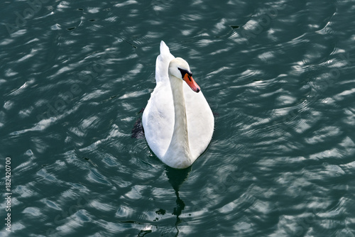 Fototapeta Naklejka Na Ścianę i Meble -  Beautiful single white swan swims in a lake - top view from above