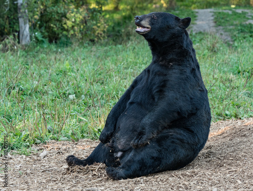 adult male bear sitting up