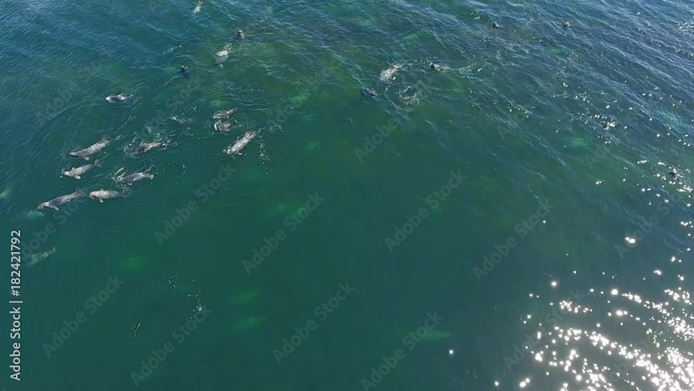 Aerial shot of grey and harbour seal swimming in Cape Breton Aerial shot of grey and harbour seal swimming in Cape Breton