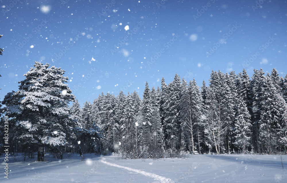 magic pine forest in winter season in snow