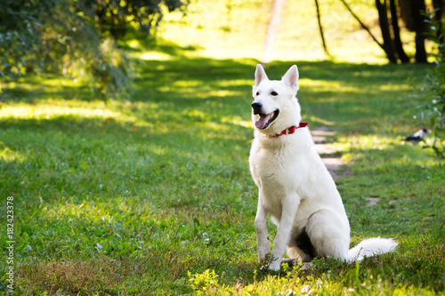 White Swiss shepherd dog