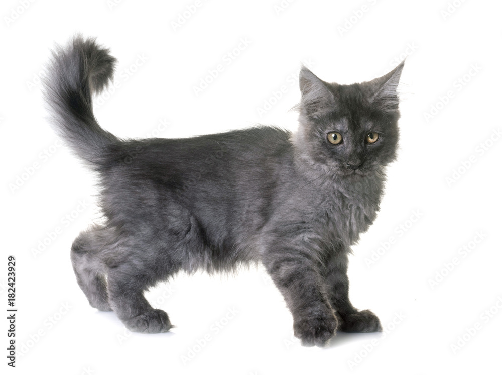 Fototapeta premium maine coon kitten