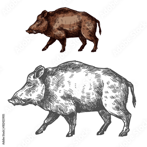 Boar aper muzzle vector sketch wild animal