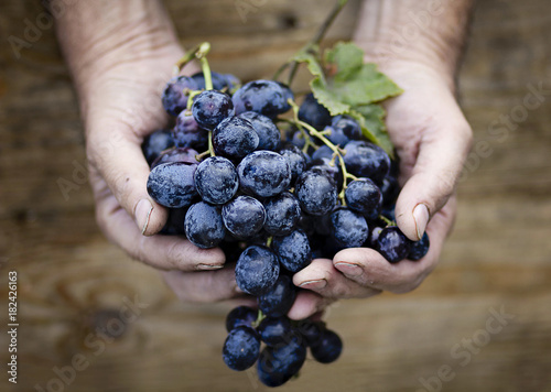 Mani di un contadino che reggono un grappolo di uva nera photo