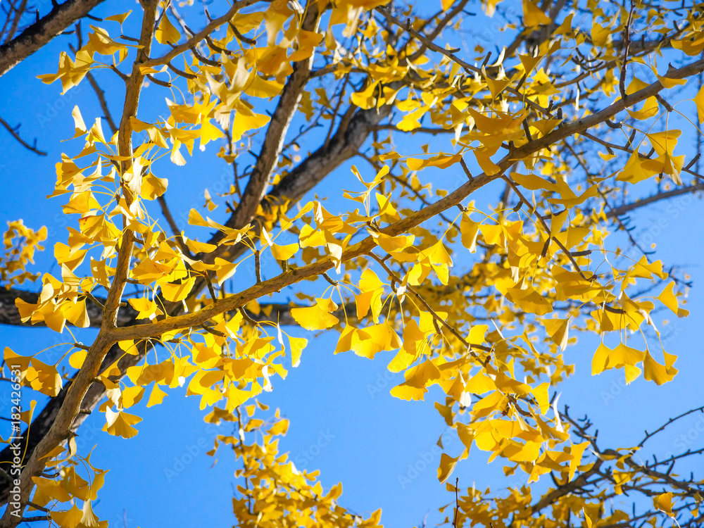Tree of ginkgo biloba with yellow leaves Tree of ginkgo biloba with yellow leaves