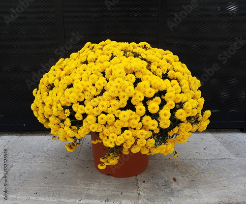  chrysanthèmes photo