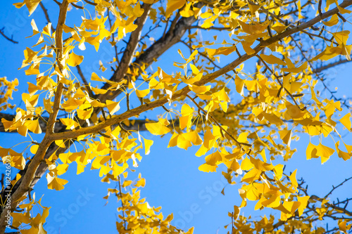Tree of ginkgo biloba with yellow leaves