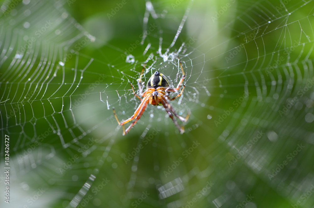 European garden spider. Araneus diadematus is an orb-weaver spider found in Europe. spider on web. spider on green background. European garden spider. Araneus diadematus is an orb-weaver spider found in Europe. spider on web. spider on green background.
