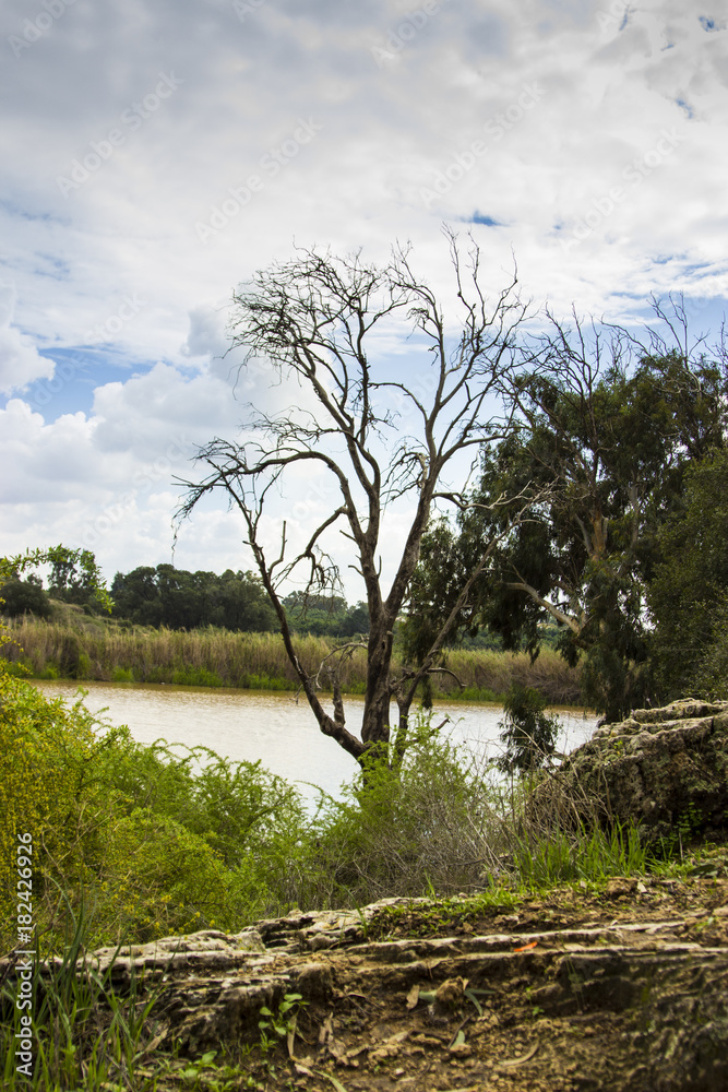 Lonely tree in the lake