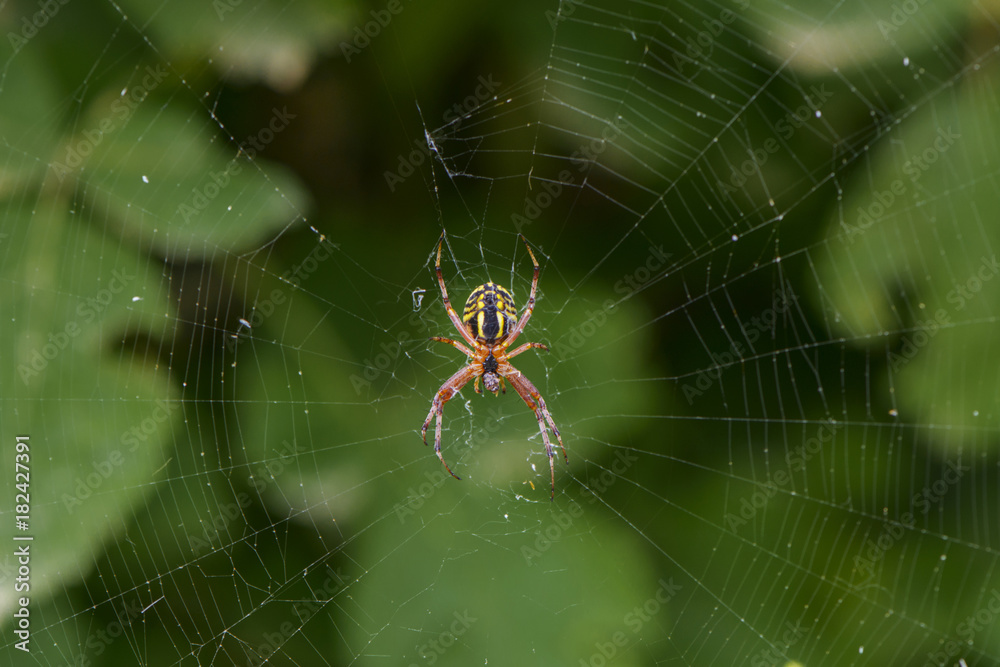 European garden spider. Araneus diadematus is an orb-weaver spider found in Europe. spider on web. spider on green background. European garden spider. Araneus diadematus is an orb-weaver spider found in Europe. spider on web. spider on green background.