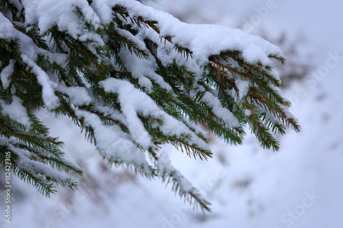 Snow-covered fir tree branch in winter.