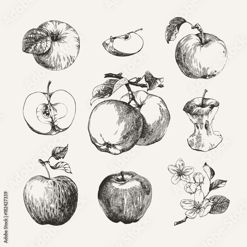 Obraz na płótnie Ink drawn collection of apples
