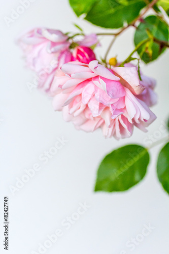 Beautiful pink roses on light background